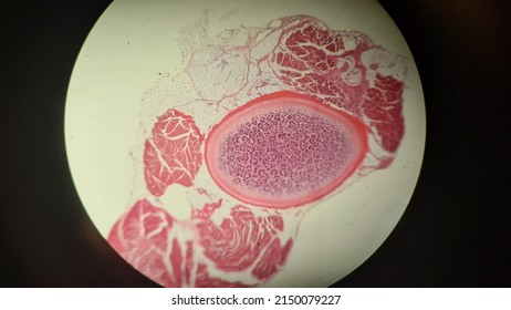 Permanent Preparation Of Rabbit Rib Hyaline Cartilage, Microscopic Photo