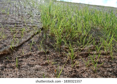 Permanent slope protection using the close turfing method to prevent erosion. The selected type of grass used for the method. The grass also stabilizes the slope structure.
