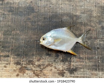 The Permit Fish, Trachinotus Falcatus