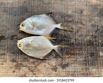 The Permit Fish, Trachinotus Falcatus