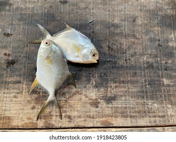 The Permit Fish, Trachinotus Falcatus