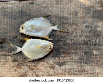 The Permit Fish, Trachinotus Falcatus