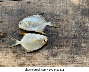 The Permit Fish, Trachinotus Falcatus