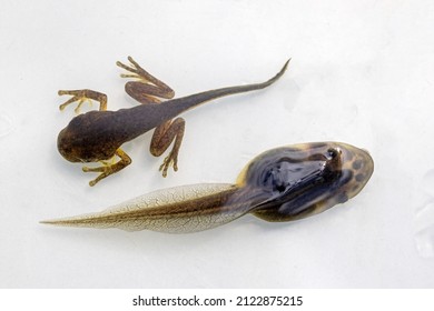 Peron's Tree Frog (top) and Green and Golden Bell Frog showing different stages of tadpole development - Shutterstock ID 2122875215