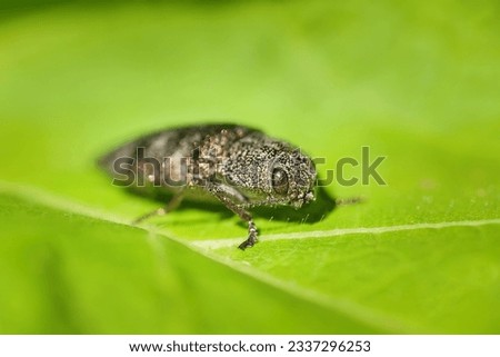 Perot is lugubris is a genus of beetles in the family Buprestidae.The insect is a parasite.