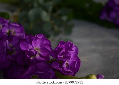 Perple Flowes On Gray Background