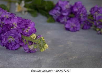 Perple Flowes On Gray Background