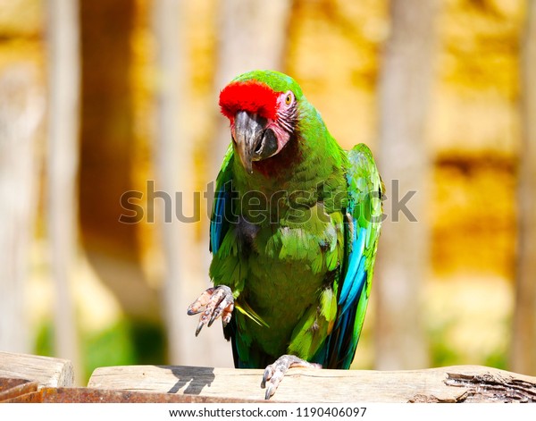 Perroquet Vert Stock Photo Edit Now