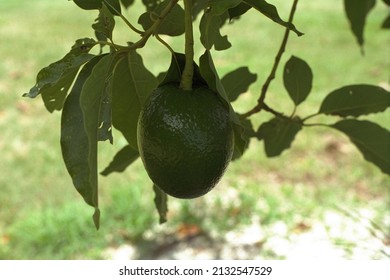 Persea Americana - Avocado, Alligator Pear, Avocado Pear