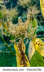 Persea Americana Belongs To The Lauraceae Family