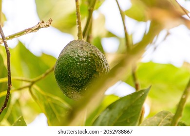 Persea Americana Belongs To The Lauraceae Family