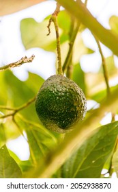 Persea Americana Belongs To The Lauraceae Family