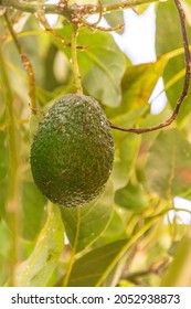 Persea Americana Belongs To The Lauraceae Family