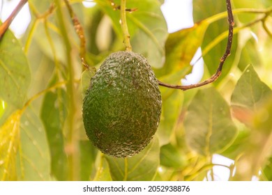 Persea Americana Belongs To The Lauraceae Family