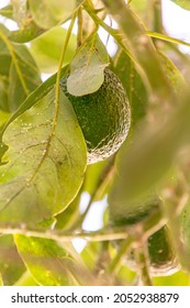 Persea Americana Belongs To The Lauraceae Family