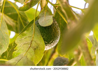 Persea Americana Belongs To The Lauraceae Family