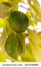 Persea Americana Belongs To The Lauraceae Family