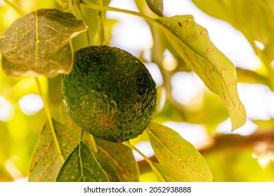 Persea Americana Belongs To The Lauraceae Family