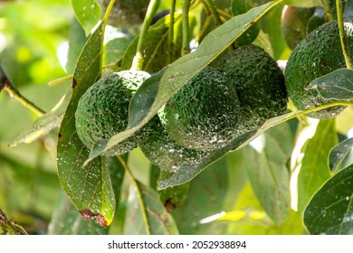 Persea Americana Belongs To The Lauraceae Family