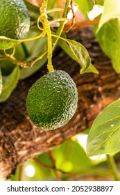 Persea Americana Belongs To The Lauraceae Family