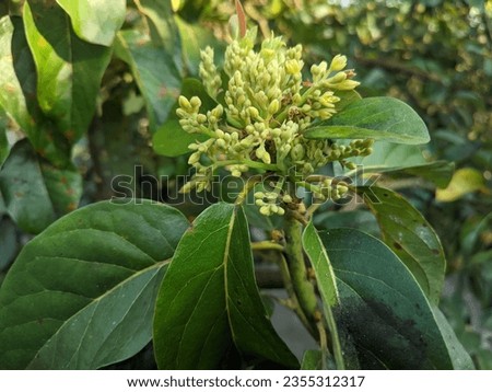 Persea americana plant with flowering green leaves