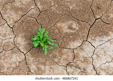  Perseverance And Resilience Green Weeds Grew In A Waterless Desert.