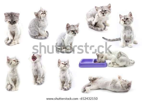 Persia Cat Stock Photo Edit Now 652432150