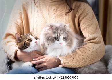 Persia Cat And Scottish Fold Cute Cat And Its Owner In House Near Window. Young Female Takes Care Of Her Two Cats At Home With Green Nature Garden Where Is Outside. She Stays At House With Cozy.
