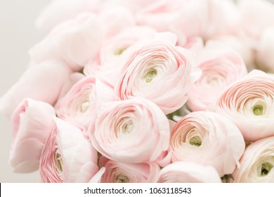 Persian buttercup. Bunch pale pink ranunculus flowers light background. Wallpaper, Horizontal photo