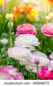 Persian Buttercup Flowers (ranunculus Flower) In Garden