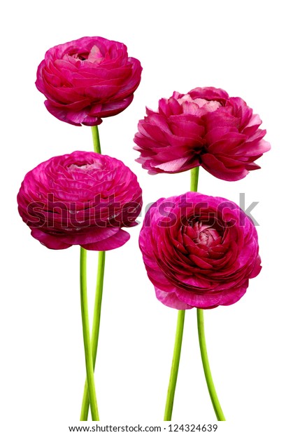 Ranunculus Persian Buttercup