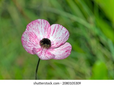 Persian buttercup - Ranunculus asiaticus, Crete