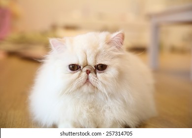 Persian Cat