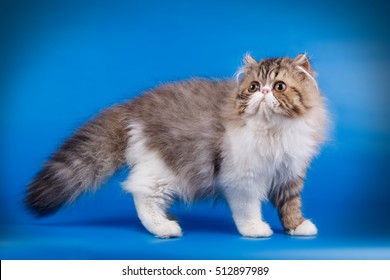 Persian Cat