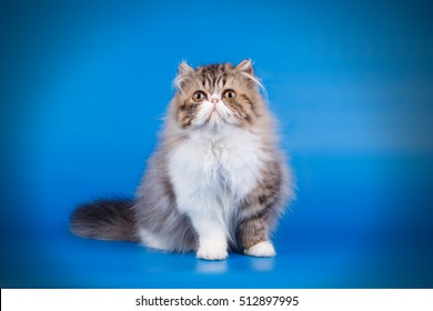 ペルシャ猫 の写真素材 画像 写真 Shutterstock