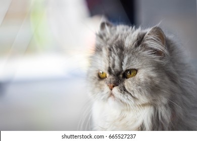 Persian Cat