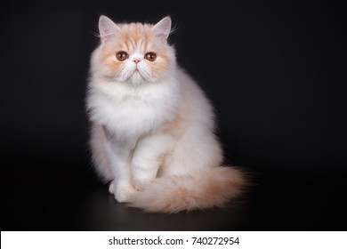 Persian Cat