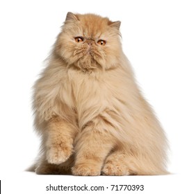 30,952 Persian Cat White Background Images, Stock Photos & Vectors ...