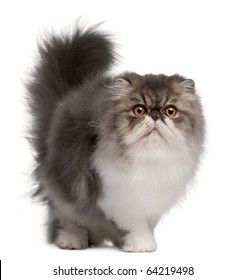 Persian Cat, 6 Months Old, Standing In Front Of White Background