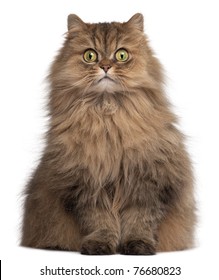 Persian Cat, 6 Years Old, In Front Of White Background