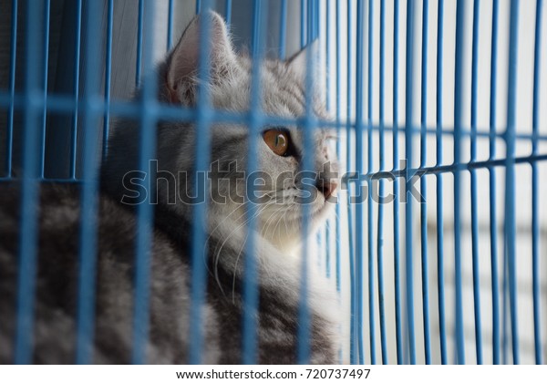 persian cat cage