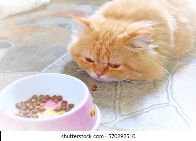 Persian Cat Boring Food On Concrete Floor