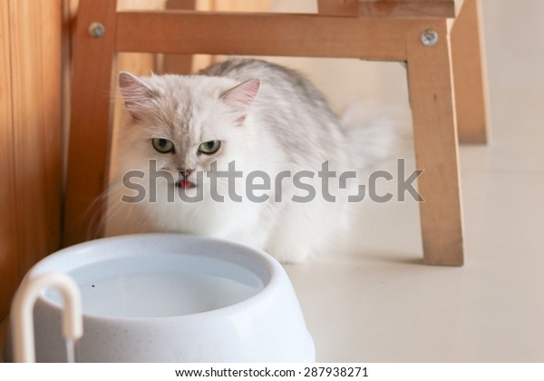 persian cat water bowl