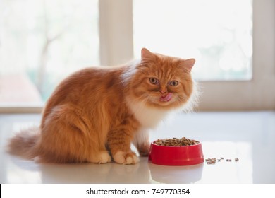 Persian Cat Eating Dry Cat Food