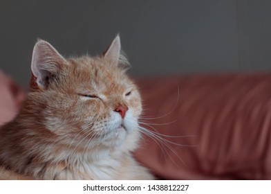 Persian Cat Feeling Sleepy, Old Cat