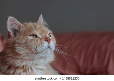 Persian Cat Feeling Sleepy, Old Cat