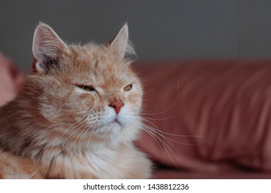 Persian Cat Feeling Sleepy, Old Cat