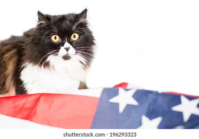 Persian cat with flag of united state