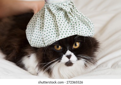 Persian Cat Flu And A Hot Water Bottle On Head