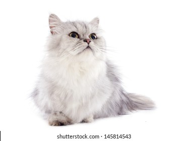 420 Tricolor persian cat Images, Stock Photos & Vectors | Shutterstock